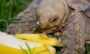 Żółw zajada się bananem, pokazując, co jedzą żółwie.