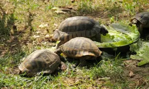 Trzy żółwie greckie, różnej wielkości, ucztują na sałacie.