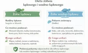 Dieta żółwia domowego: Lądowy czy wodny? Co jeść, czego unikać?