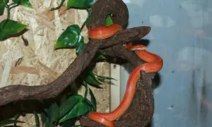 Pomarańczowy wąż zbożowy wspina się po gałęziach. Idealne terrarium dla węża zbożowego powinno zapewniać takie naturalne kryjówki i możliwość wspinaczki.