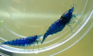 Dwa niebieskie krewetki w krewetkarium, jedna większa, druga mniejsza, zbliżają się do siebie.