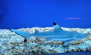 Oceanarium w Niechorzu: Czy warto? Opinie, ceny i porady