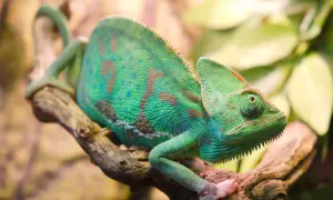 Zielony kameleon z brązowymi plamami siedzi na gałęzi. Czy kameleon gryzie? Ten osobnik wygląda spokojnie, ale jego zęby są widoczne.