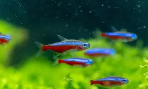 Jakie rybki do małego akwarium? Wybierz mądrze i uniknij błędów!