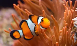 Pomarańczowa ryba nemo, znana z filmu, pływa wśród pomarańczowych macek ukwiału.