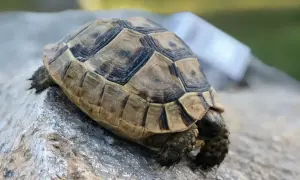 Żółw bez skorupy to mit! Co kryje się pod pancerzem?