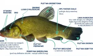 Szczegółowy opis budowy lina, gatunku ryby słodkowodnej, z zaznaczonymi płetwami, linią boczną i wąsikami.
