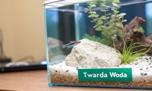 Mały neon pływa w akwarium z kamieniem i roślinami. Etykieta "Twarda Woda" sugeruje badanie mineralizacji wody.
