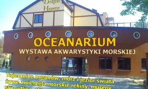 Oceanarium w Łebie: Ceny, atrakcje i czy warto je odwiedzić?