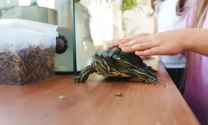 Ile kosztuje żółw grecki? Pełne koszty zakupu i utrzymania