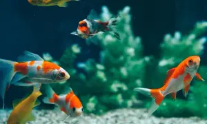 Jakie rybki z gupikami? Stwórz zgodne akwarium krok po kroku!
