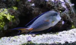 Ryba w paski z niebieską obwódką płetw, pływająca w akwarium. Sprawdź oceanarium Jastrzębia Góra cennik.