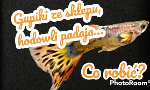 Dlaczego gupiki zdychają? Diagnoza i ratunek w 4 krokach