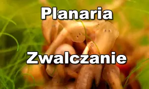 Wypławki w akwarium. Planaria - zwalczanie tych niechcianych lokatorów.