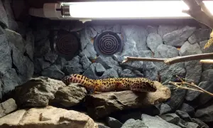 Uroczy gekon pigmejski wygrzewa się na skale w kamienistym terrarium, pod lampą grzewczą.