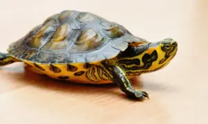 Żółw lądowy czy wodno-lądowy? Podjęcie decyzji na całe życie