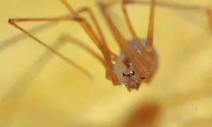 Makro zbliżenie na pająki domowe z długimi nogami, widoczne ich oczy i owłosione odnóża na żółtym tle.