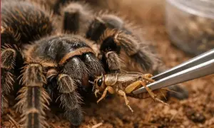 Pająk tarantula przygotowuje się do zjedzenia świerszcza, pokazując, co jedzą pająki domowe.