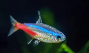 Neonowy tetra fluo z niebiesko-czerwonym pasem. Poznaj jego wymagania akwariowe.