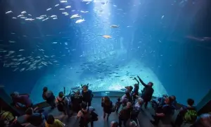 Ozeaneum Stralsund: Czy warto? Opinie, ceny, atrakcje dla rodzin