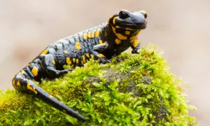 Czarna salamandra plamista z żółtymi cętkami siedzi na omszałym kamieniu. Czy salamandra to jaszczurka? Nie, to płaz.