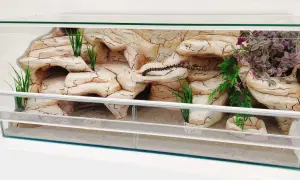 Szklane terrarium z piaskiem, sztuczną skałą i roślinnością, idealne dla węży hodowlanych.