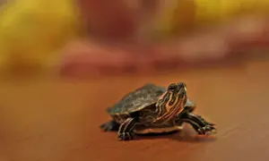 Mały żółwik na drewnianym blacie. Zastanawiasz się, ile kosztuje żółw miniaturka?