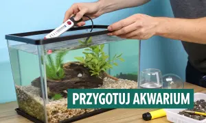 Przygotowanie akwarium: wybór odpowiedniego podłoża, umieszczenie grzałki i dekoracji.