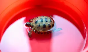 Żółw wodny: Ile kosztuje? Pełny kosztorys utrzymania na lata!