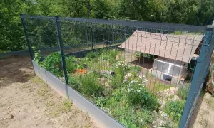 Wybieg dla tegu z zielenią, domkiem i kamieniami.