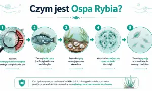 Cykl rozwojowy pasożyta powodującego ospę u ryb akwariowych: od ataku na skórę, przez tworzenie cyst, po uwolnienie nowych terontów szukających żywiciela.