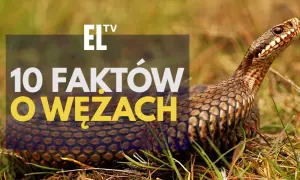 Czy wąż jest gadem? Tak! Poznaj fakty i rozwiej mity