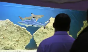 Blue City: Oceanarium 3D czy prawdziwe ryby? Alternatywy!