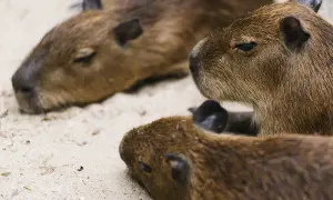 Trzy kapibary odpoczywają blisko siebie. Jedna z nich, na pierwszym planie, ma zamknięte oczy. Wygląda jakby kapibara w domu czuła się bardzo komfortowo.