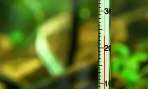 Termometr w akwarium pokazuje temperaturę wody. Czerwona linia wskazuje około 22 stopni Celsjusza.