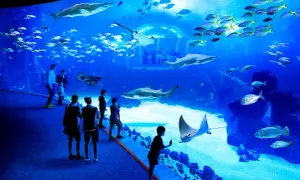 Poema del Mar Gran Canaria: Ceny, dojazd, atrakcje Czy warto?