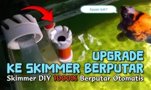 Jak zbudować skimmer do akwarium? Poradnik DIY i oszczędność!