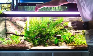 Ręka sypie pokarm do akwarium pełnego neonków i bujnej roślinności. W tle widać kamienie i korzeń, a całość oświetla lampa.
