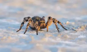 Tarantula ukraińska w Polsce, z charakterystycznymi pręgowanymi odnóżami, przemierza piaszczysty teren.