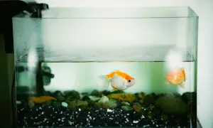 Dwa złote rybki w akwarium z kamieniami i filtrem.