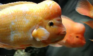 Oceanarium Kujawsko-Pomorskie: Toruń nieczynne? Sprawdź Akwarium Bydgoszcz