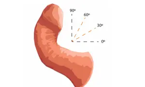 Anatomia penisa żółwia z zaznaczonymi kątami erekcji: 0°, 30°, 60°, 90°.