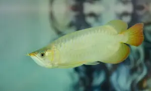 Złota ryba arowana w akwarium, z charakterystycznymi wąsikami i łuskami.