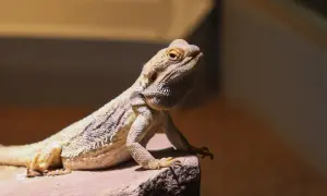 Jasna agama brodata biała siedzi na kamieniu, oświetlona ciepłym światłem.