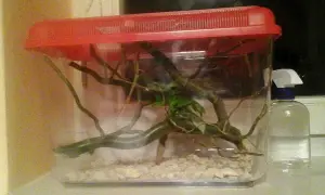 Jak urządzić terrarium dla patyczaka: gałęzie, liście i wilgotne podłoże w przezroczystym pojemniku z czerwoną pokrywą. Obok butelka ze spryskiwaczem.