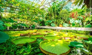 Wielkie lilie wodne w szklarni, jak w krakowskim oceanarium. Tropikalna roślinność i żółte kwiaty pod szklanym dachem.