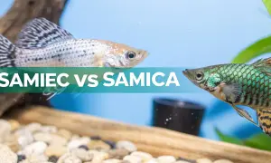 Molinezja samiec z charakterystycznym płetwą grzbietową i samica o bardziej stonowanych barwach, w akwarium.