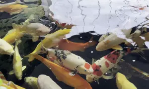 Co symbolizują rybki koi? Odkryj ich głębokie znaczenie!