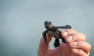Mały żółwik w dłoni na tle błękitnego nieba.