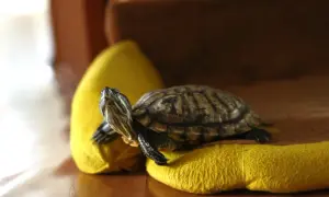 Żółw hieroglifowy: Ile żyje? Zadbaj o 30+ lat!